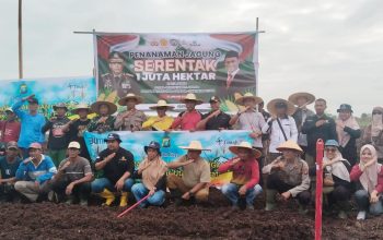 Wujudkan Ketahanan Pangan, PT Timah dan Polri Tanam Jagung Serentak di Kundur Utara