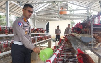 Dukung Ketahanan Pangan, Ditlantas Polda Babel Panen Telur Ayam untuk Pondok Pesantren dan Masyarakat