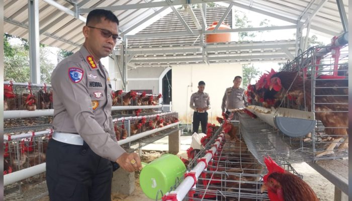 Dukung Ketahanan Pangan, Ditlantas Polda Babel Panen Telur Ayam untuk Pondok Pesantren dan Masyarakat