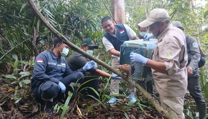 PT Timah Bersama Alobi Lepasliarkan Satwa Endemik di Bangka Barat