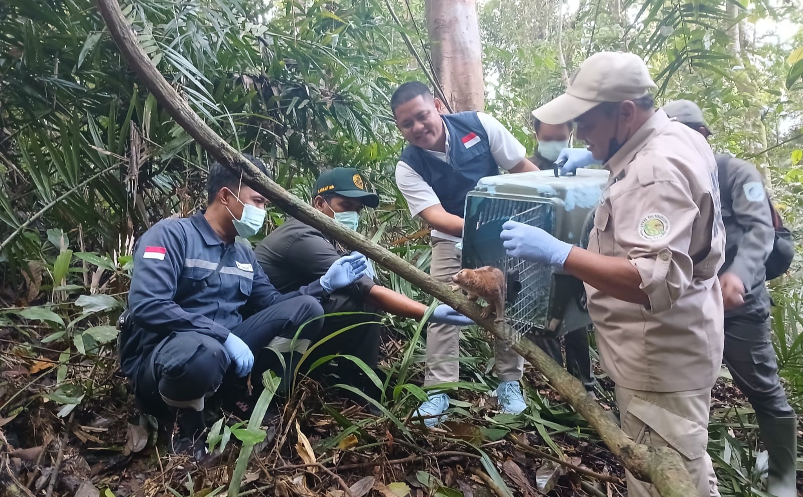 PT Timah Bersama Alobi Lepasliarkan Satwa Endemik di Bangka Barat