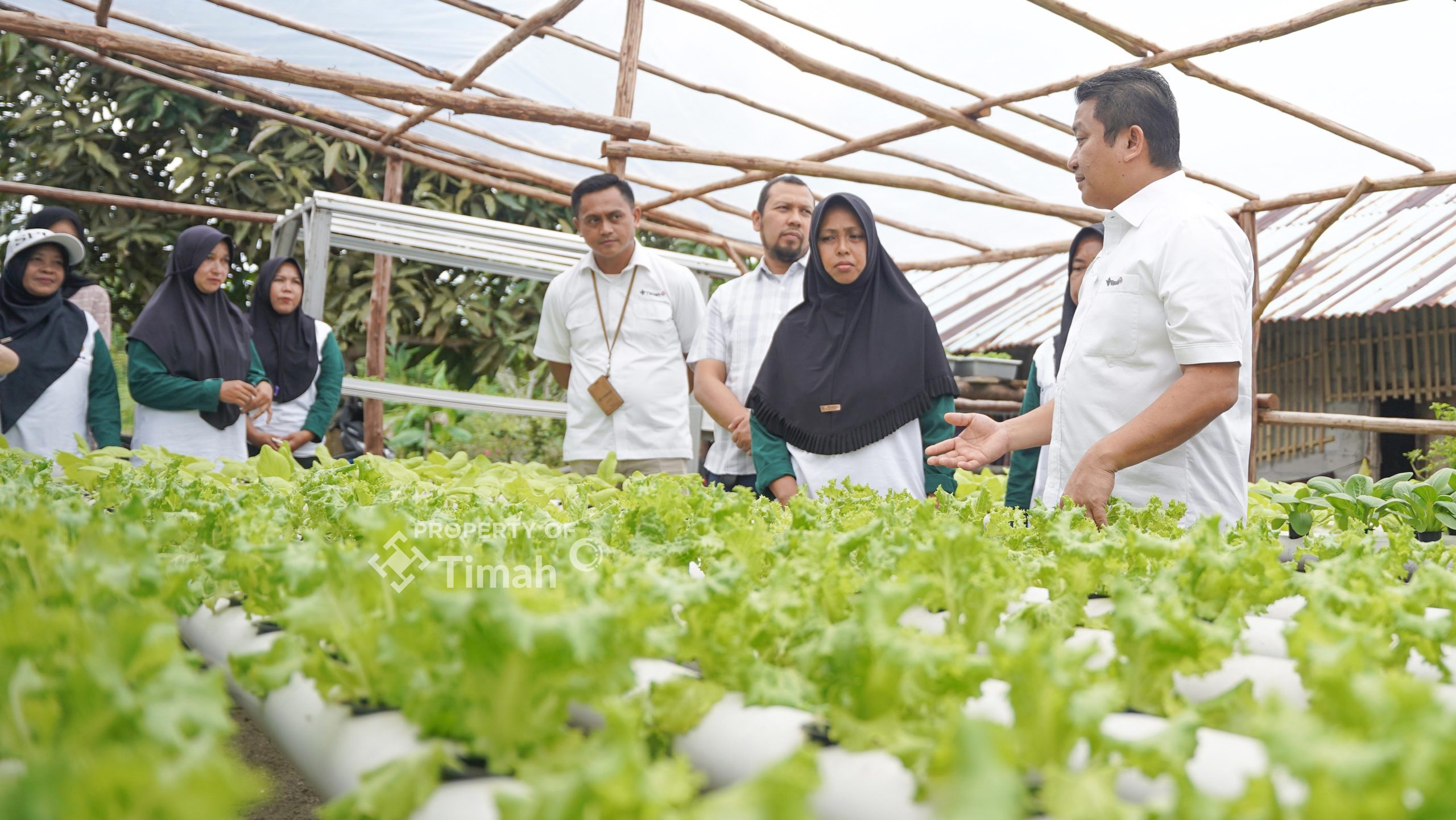 PT Timah Kembangkan Hidroponik untuk Ekonomi Lokal