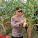 Polda Babel Panen 10 Ton Jagung Manis