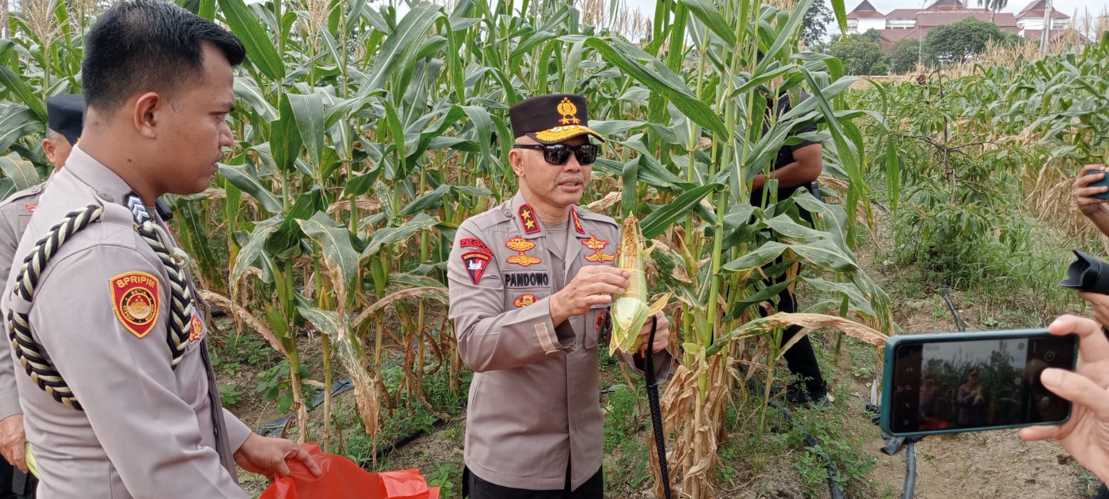 Polda Babel Panen 10 Ton Jagung Manis