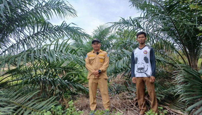 PT Timah Gandeng Pemdes Air Limau Sulap Lahan Bekas Tambang Jadi Perkebunan Produktif