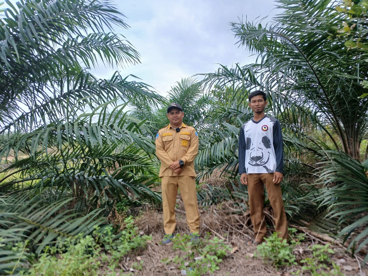 PT Timah Gandeng Pemdes Air Limau Sulap Lahan Bekas Tambang Jadi Perkebunan Produktif