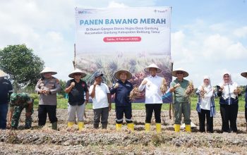 Panen Bawang Merah di Beltim, Bukti Nyata Pemberdayaan Masyarakat untuk Ketahanan Pangan