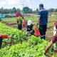 Farm Estate Tanjung Ular, Perkebunan Modern yang Mengubah Hidup Warga Sekitar