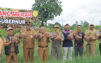 Bukti Potensi Hortikultura di Bangka Belitung, Petani di Mesu Timur Panen 5 Ton Bawang Merah