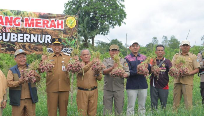 Bukti Potensi Hortikultura di Bangka Belitung, Petani di Mesu Timur Panen 5 Ton Bawang Merah