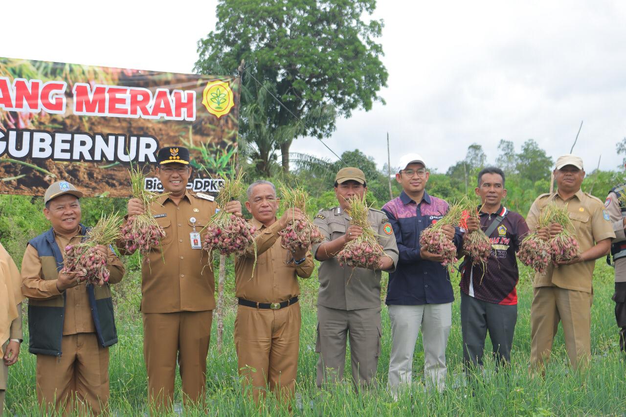 Bukti Potensi Hortikultura di Bangka Belitung, Petani di Mesu Timur Panen 5 Ton Bawang Merah