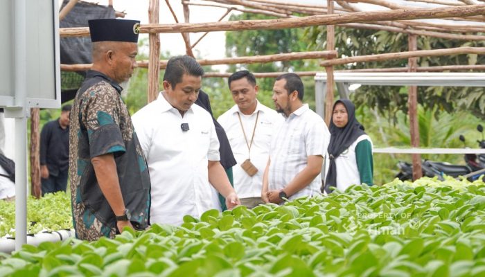 Hidroponik Binaan PT Timah Dongkrak Ekonomi Kelompok Perempuan di Sawang Laut 