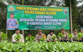 Dukung Ketahanan Pangan, Polres Basel Panen Bersama Petani Desa Rias