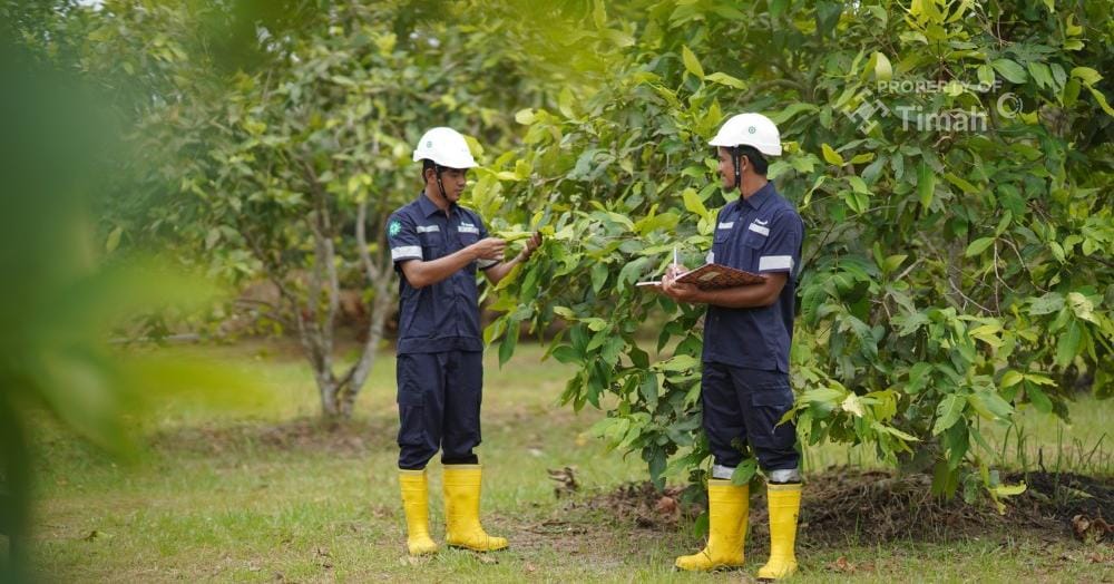 Jaga Ekosistem Pasca Tambang, PT Timah Lakukan Reklamasi Berkelanjutan