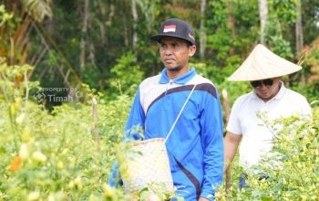 Didukung PT Timah, Gapoktan Sinar Baru Andalkan Budidaya Cabai untuk Kesejahteraan Petani