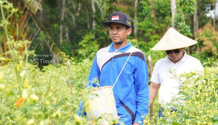 Didukung PT Timah, Gapoktan Sinar Baru Andalkan Budidaya Cabai untuk Kesejahteraan Petani