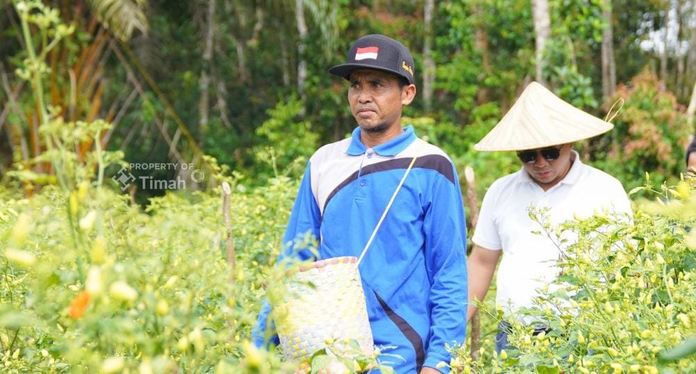 Didukung PT Timah, Gapoktan Sinar Baru Andalkan Budidaya Cabai untuk Kesejahteraan Petani