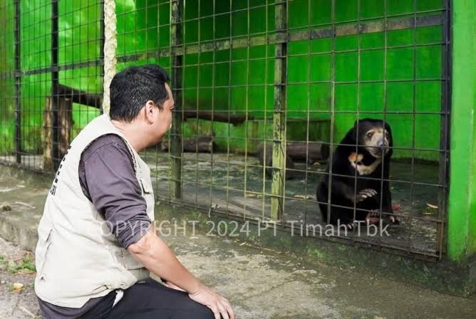 Tambang Timah Ilegal Ancam Kelestarian Ekosistem Bangka Belitung, Satwa Endemik Terancam Punah