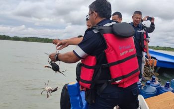 PT Timah Tbk Tebar Ratusan Bibit Kepiting Bakau di Pesisir Kundur