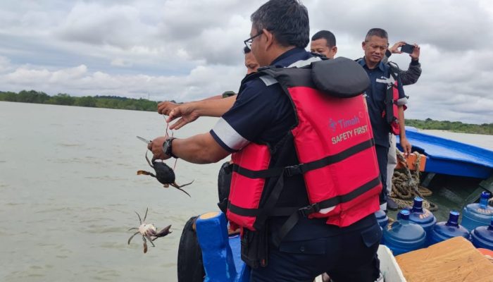 PT Timah Tbk Tebar Ratusan Bibit Kepiting Bakau di Pesisir Kundur