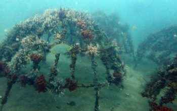 Artificial Reef PT Timah di Rambak Sukses Jadi Habitat Baru Biota Laut