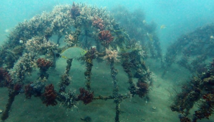 Artificial Reef PT Timah di Rambak Sukses Jadi Habitat Baru Biota Laut