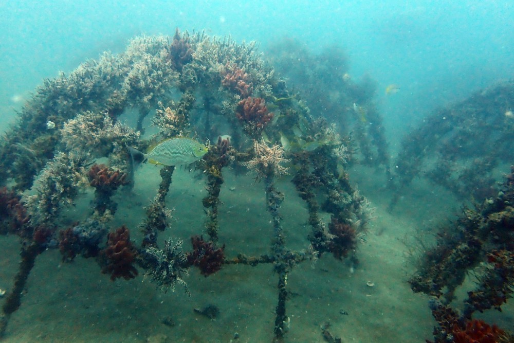 Artificial Reef PT Timah di Rambak Sukses Jadi Habitat Baru Biota Laut