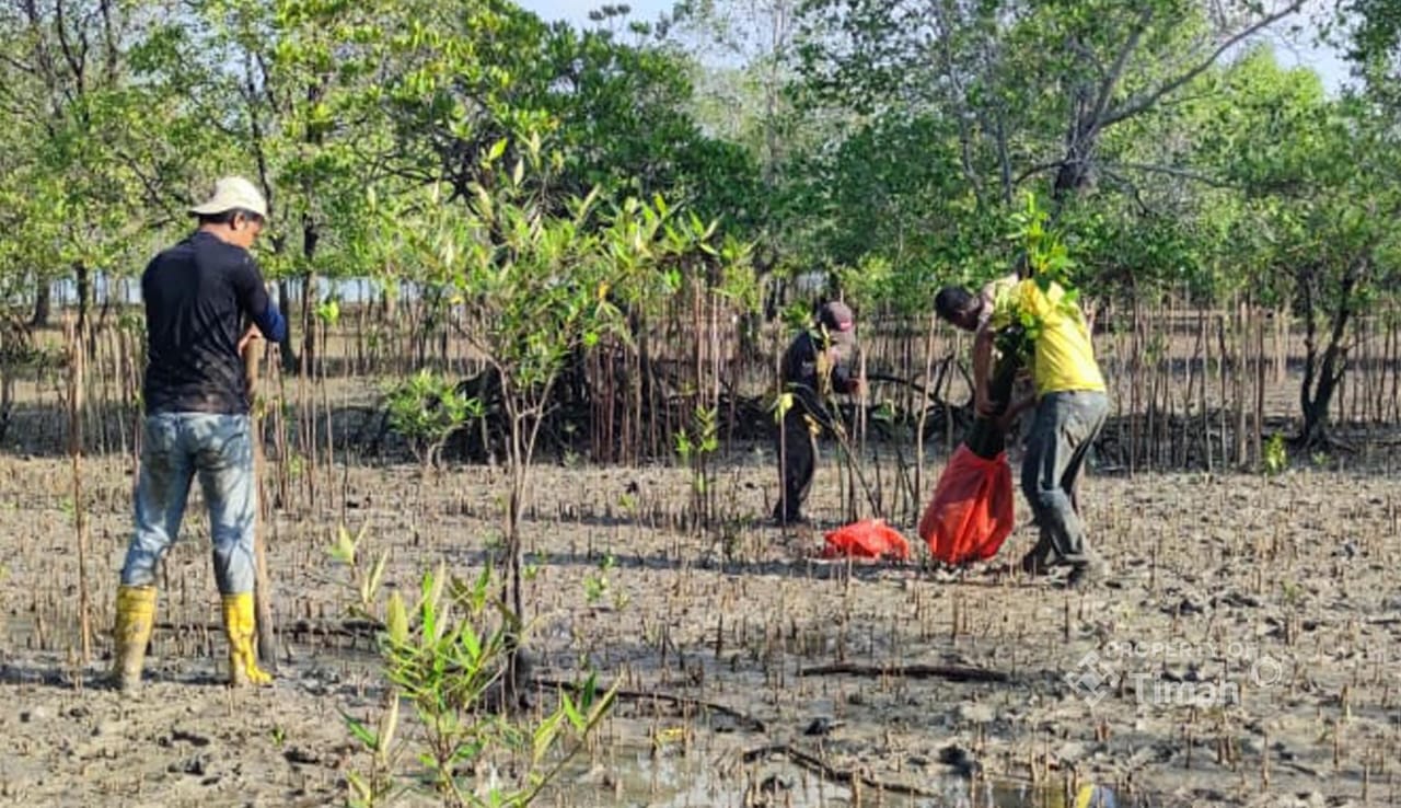 Hijaukan Pesisir Kundur, PT Timah Tanam Ribuan Bibit Mangrove Bersama Warga