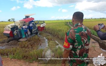 TNI AD Dukung Ketahanan Pangan, Bantu Bulog Serap Gabah Petani di Basel