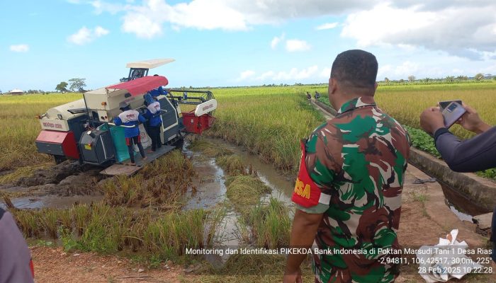 TNI AD Dukung Ketahanan Pangan, Bantu Bulog Serap Gabah Petani di Basel
