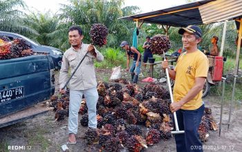 Program Bantuan Bibit Sawit Riza-Debby di Desa Jeriji Membawa Dampak Positif, Ini Buktinya
