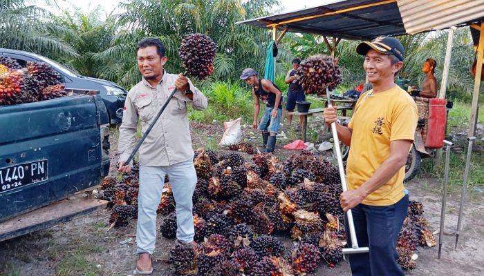 Program Bantuan Bibit Sawit Riza-Debby di Desa Jeriji Membawa Dampak Positif, Ini Buktinya