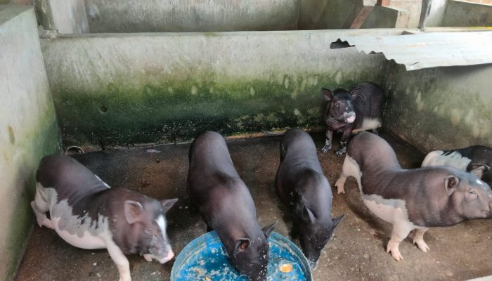 Dari Bantuan 2 Ekor, Peternak di Toboali Kini Miliki Puluhan Ekor Babi