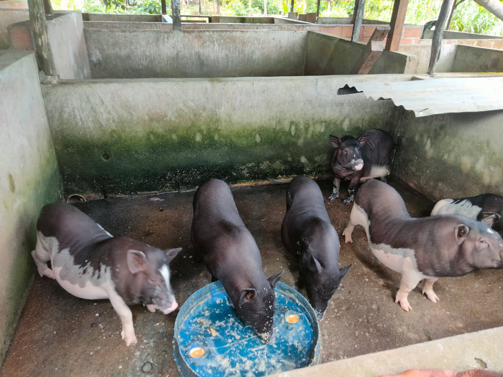 Dari Bantuan 2 Ekor, Peternak di Toboali Kini Miliki Puluhan Ekor Babi