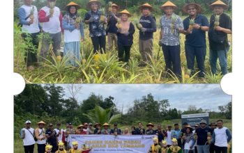 PT Timah dan Masyarakat Belitung Ubah Lahan Bekas Tambang Jadi Sentra Nanas Badau