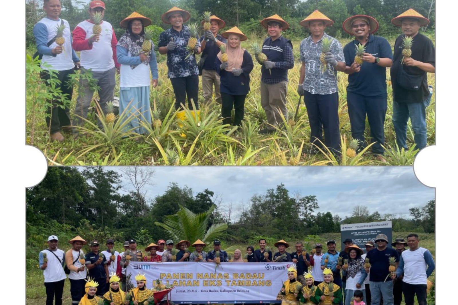 PT Timah dan Masyarakat Belitung Ubah Lahan Bekas Tambang Jadi Sentra Nanas Badau