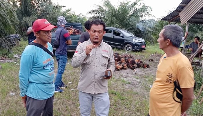 Bantuan Bibit Sawit Riza-Debby Jangkau Puluhan Desa di Basel, Ini Daftar Penerimanya dari 2021-2023
