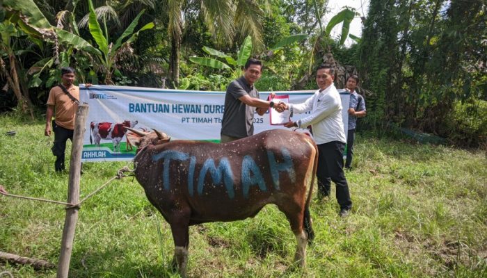 Berbagi Kebahagiaan Idul Adha, PT Timah Distribusikan Hewan Kurban hingga Pelosok Meranti