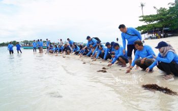 Dukung Pariwisata dan Ekosistem Laut, PT Timah dan AAI Sumbagsel Lepas 50 Tukik di Pulau Kelayang