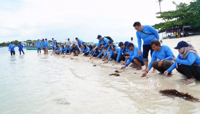 Dukung Pariwisata dan Ekosistem Laut, PT Timah dan AAI Sumbagsel Lepas 50 Tukik di Pulau Kelayang