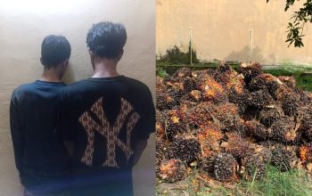 Curi 2 Ton Sawit di Kebun Bos Aon, Dua Pria di Air Gegas Diciduk Polisi