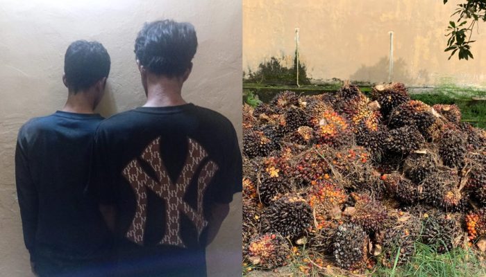 Curi 2 Ton Sawit di Kebun Bos Aon, Dua Pria di Air Gegas Diciduk Polisi