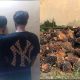 Curi 2 Ton Sawit di Kebun Bos Aon, Dua Pria di Air Gegas Diciduk Polisi