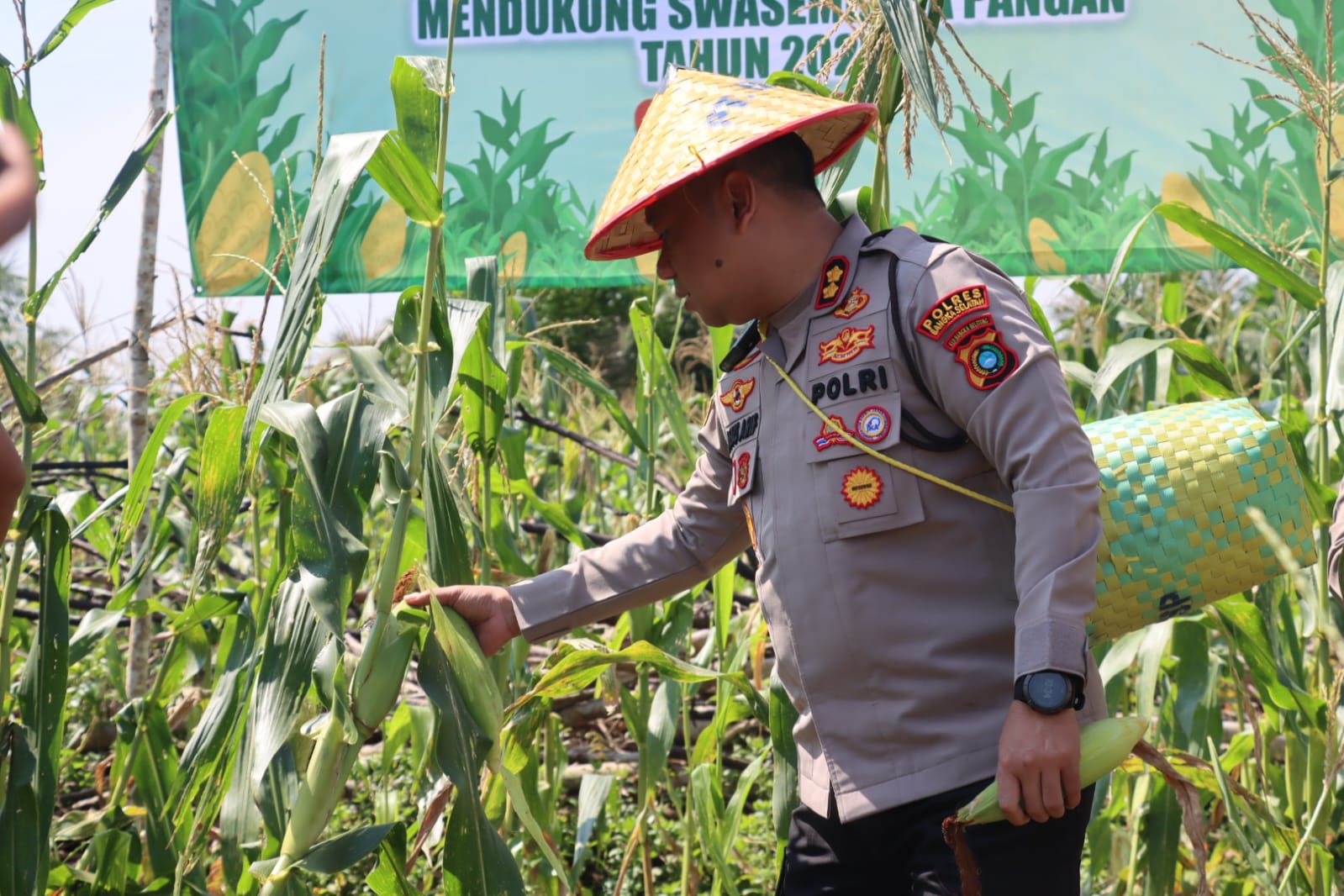 Wujud Peran Aktif Polri, Kapolres Basel Pimpin Panen Raya Jagung Serentak Kuartal II di Payung