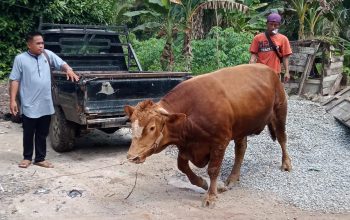Pengusaha Iskandar dari Desa Pergam Sumbang 4 Sapi Kurban Jumbo untuk Dua Desa
