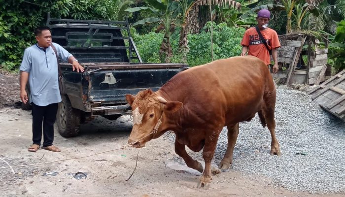 Pengusaha Iskandar dari Desa Pergam Sumbang 4 Sapi Kurban Jumbo untuk Dua Desa