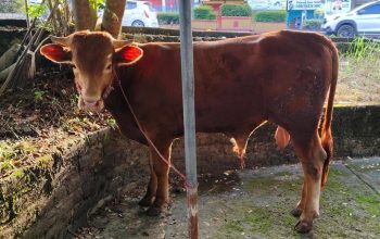 Dari Wartawan untuk Warga, Besok PWI Babel Sembelih Hewan Kurban