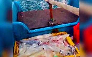 PLN Dorong Produktivitas Nelayan Suak Gual Lewat Kapal Listrik