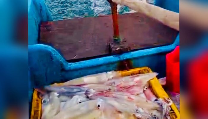 PLN Dorong Produktivitas Nelayan Suak Gual Lewat Kapal Listrik