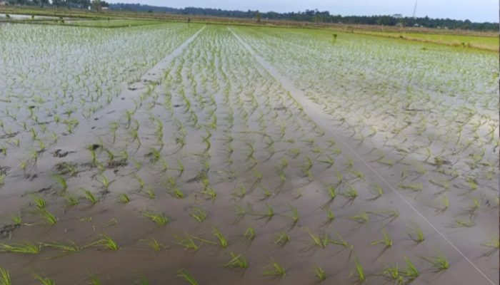 Petani Desa Rias Menjerit, Bantuan Oplah Diduga Disunat: Katanya untuk Operasional